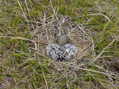 Mew Gull nest photo
