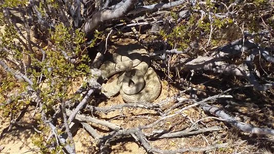 Mojave Rattlesnake