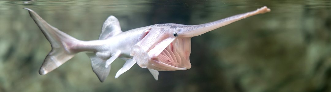 Juvenile Paddlefish photo