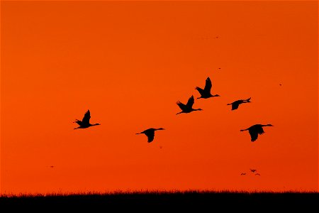 Sandhill Cranes at Sunset Huron Wetland Management District South Dakota photo