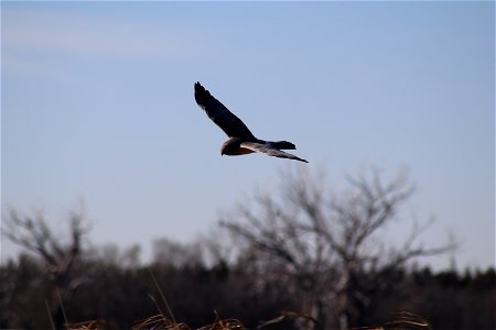 Northern Harrier Owens Bay Lake Andes National Wildlife Refuge South Dakota photo