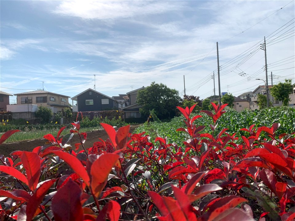 Shinhocho in Higashikurume-shi