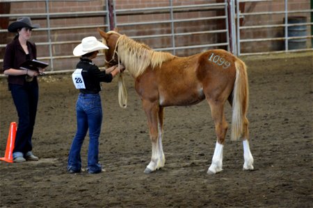 Northern Utah Wild Horse & Burro Festival - 2022 photo