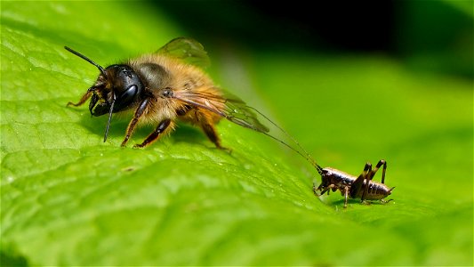 Ein Mauerbienen-Weibchen und eine Langfühlerschrecken-Nymphe teilen sich ein Blatt