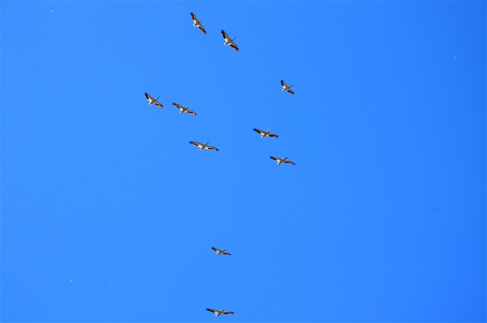 Pelican line flight