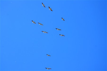 Pelican line flight photo