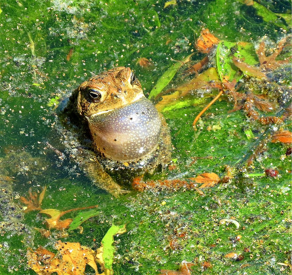 Croaking Eastern American toad in a pond at the Neosho National Fish Hatchery