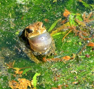 Croaking Eastern American toad in a pond at the Neosho National Fish Hatchery photo
