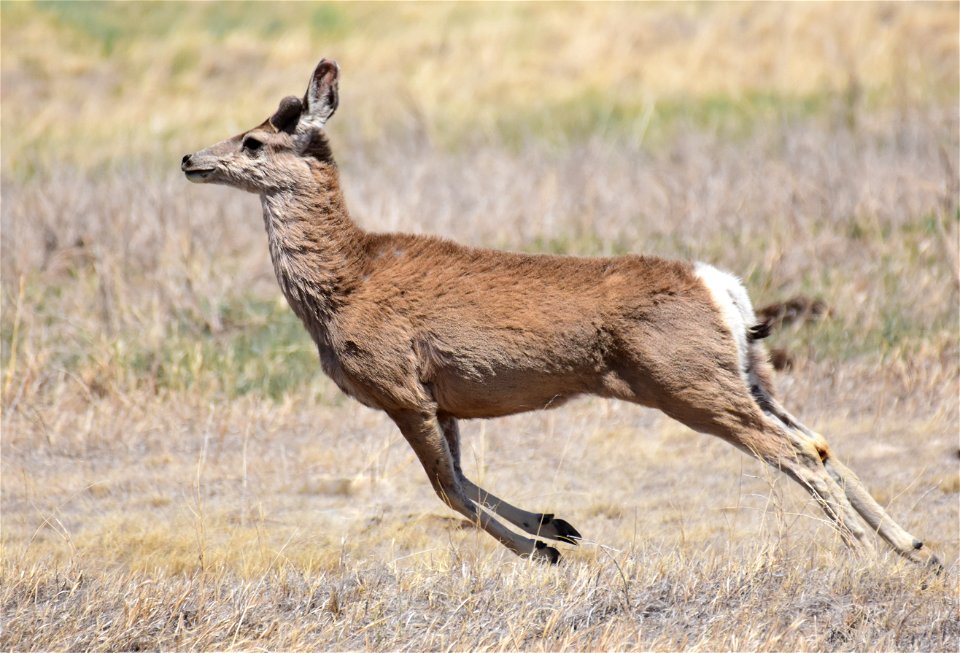 Mule deer at Seedskadee National Wildlife Refuge