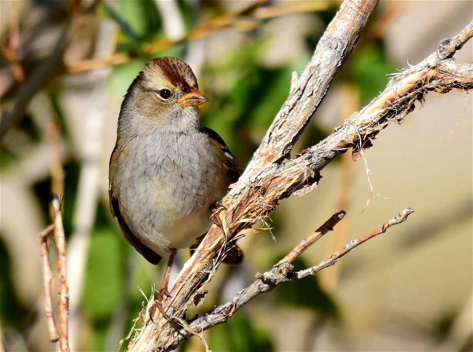 White-crowned sparrow at Seedsakdee National Wildlife Refuge