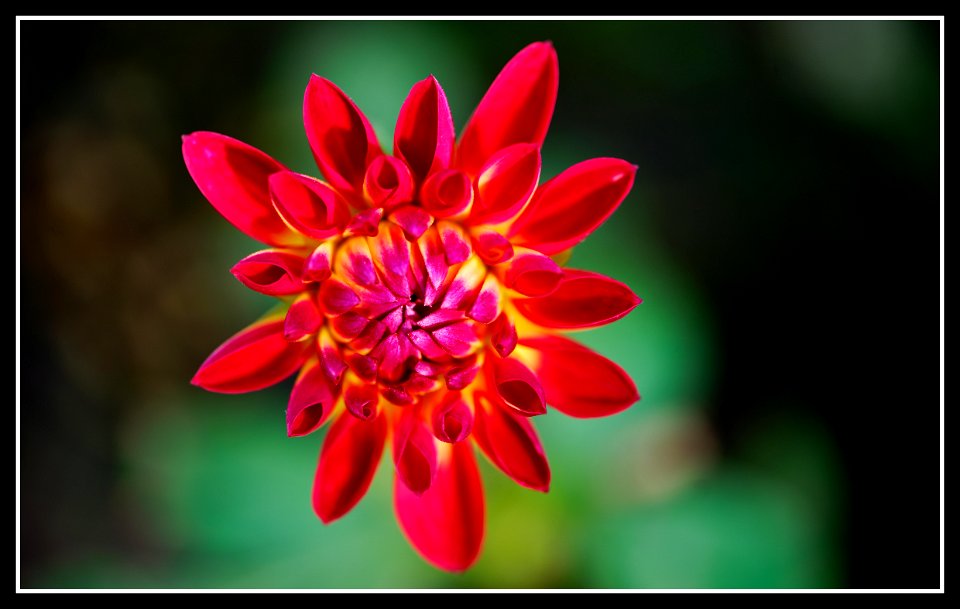 Dahlias labyrinth (Villa Taranto) photo