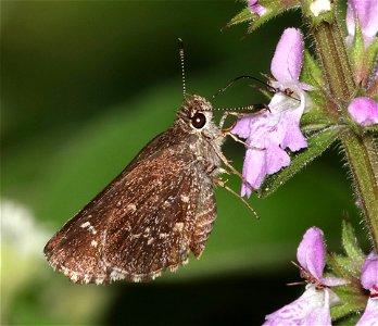 ROADSIDE-SKIPPER, CELIA'S (Amblyscirtes celia) (02-27-2023) national butterfly center, hidalgo co, tx -02
