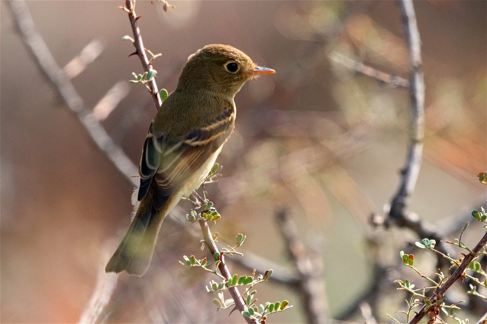 Pacific Slope Flycatcher