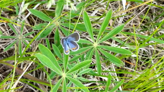 Endangered Karner Blue Butterfly photo