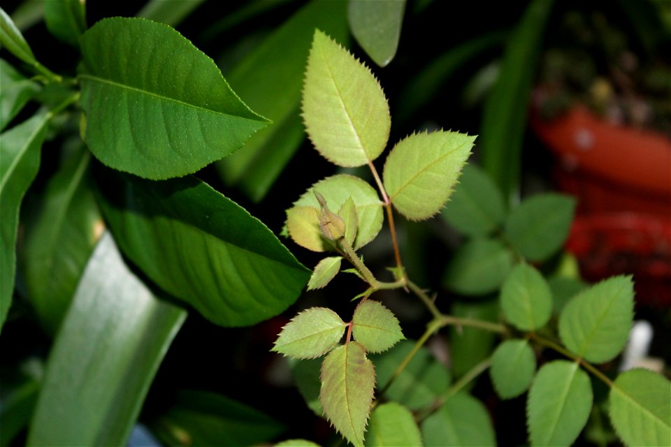 trnadaf_mic2012_0329_062347