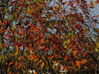toamna2009_1125_122630