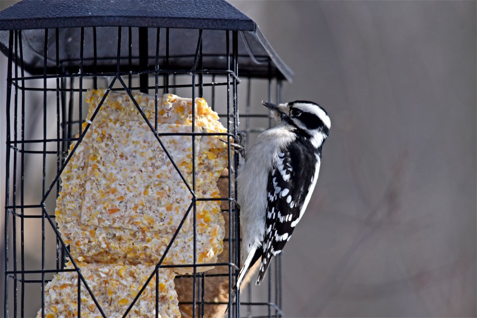 Downy woodpecker at a suet feeder