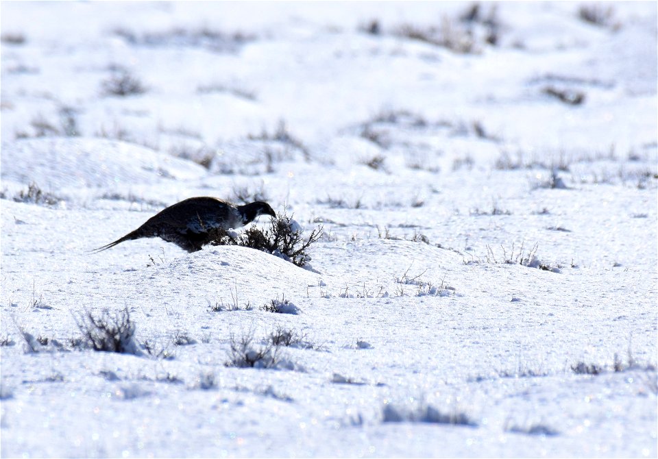 Greater sage-grouse on Seedskadee National Wildlife Refuge