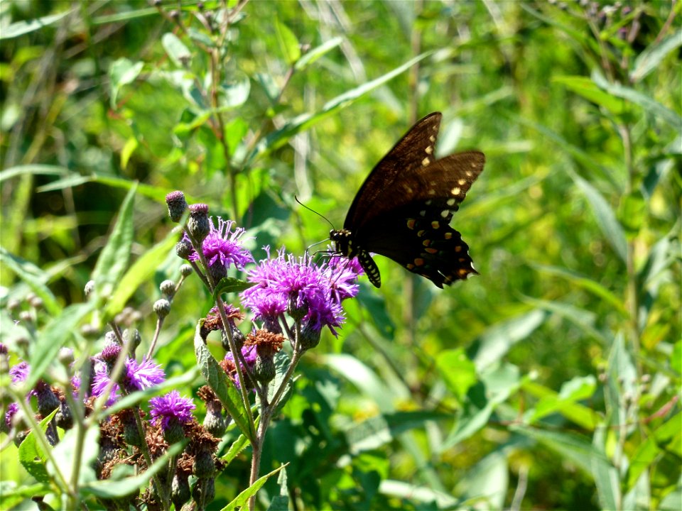 Butterfly photo