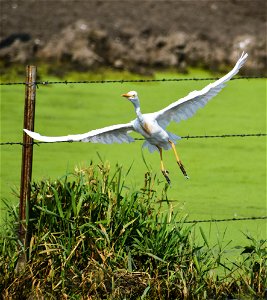 Cattle Egret on Crystal Lake WPA Lake Andes Wetland Management District South Dakota photo