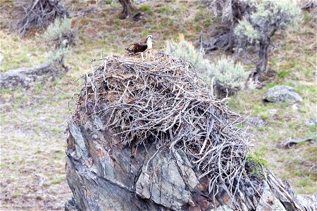 Osprey atop its nest along the Yellowstone River (2) photo
