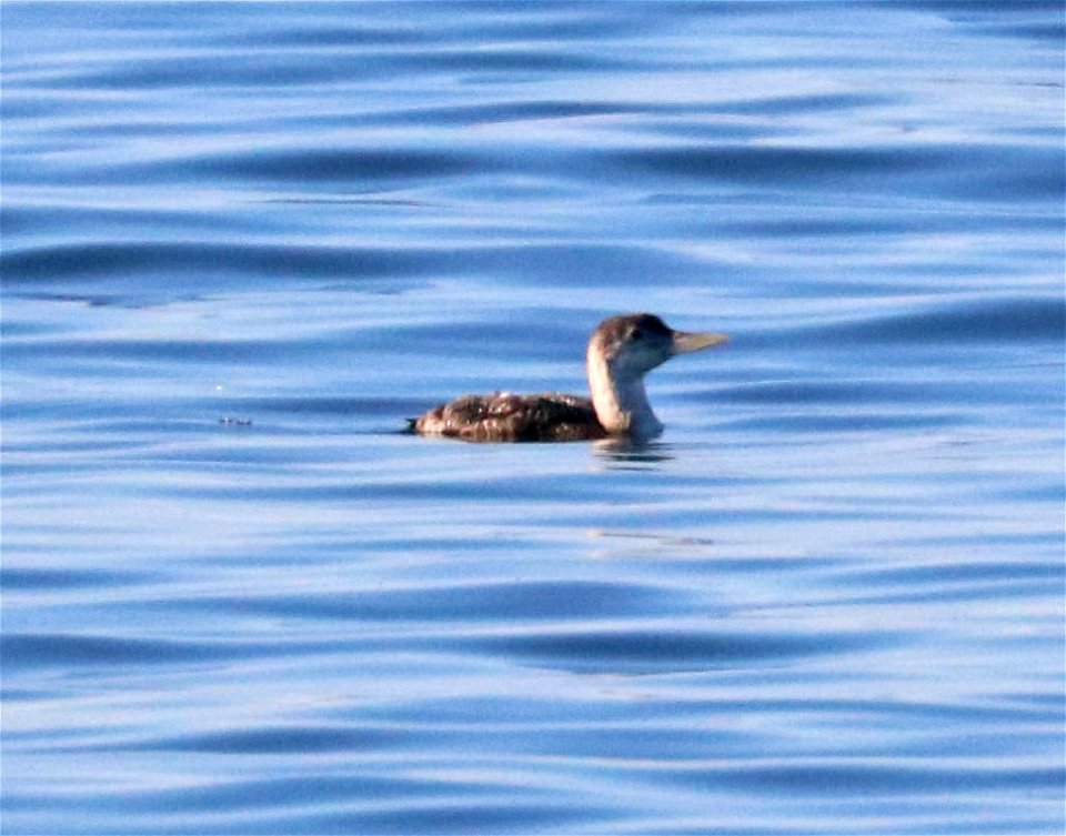 094 - YELLOW-BILLED LOON (9-21-2021) junenile, south side of anchor way, crescent city harbor, del norte co, ca (5)