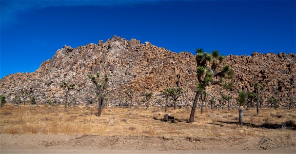 Joshua Tree National Park