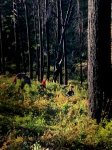 Camp Fire Reforestation Plan 3