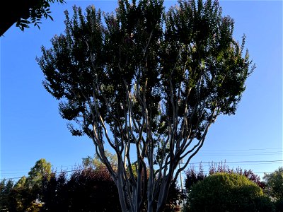 French Laundry Patio / Trees