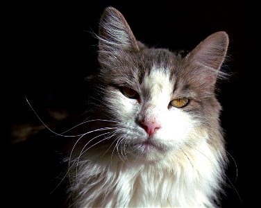 Silver Glamour Shot