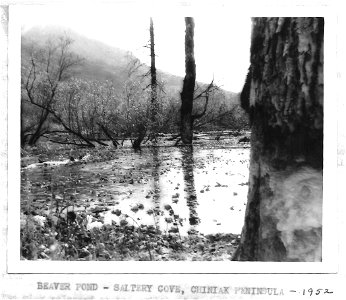 (1953) Beaver Pond photo