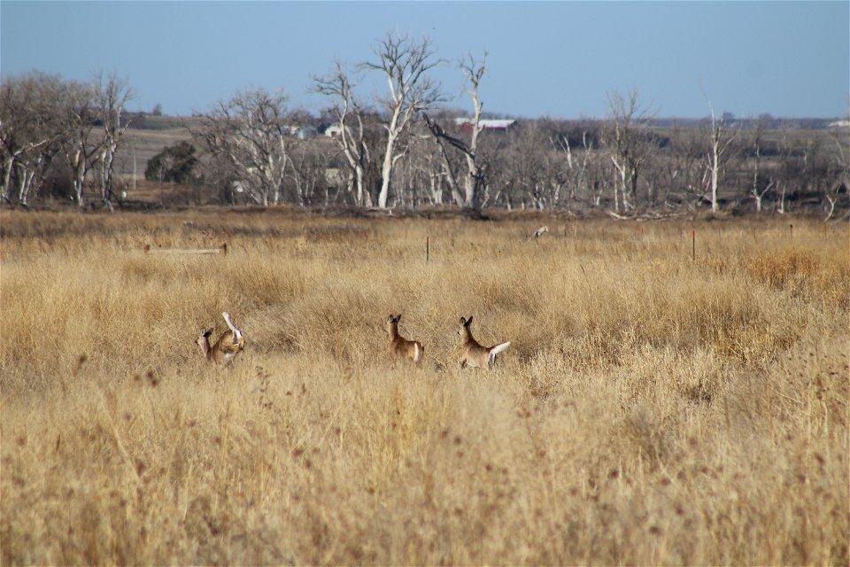 White-tailed Deer Owens Bay Lake Andes National Wildlife Refuge South Dakota photo