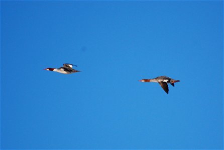 Common Mergansers in flight