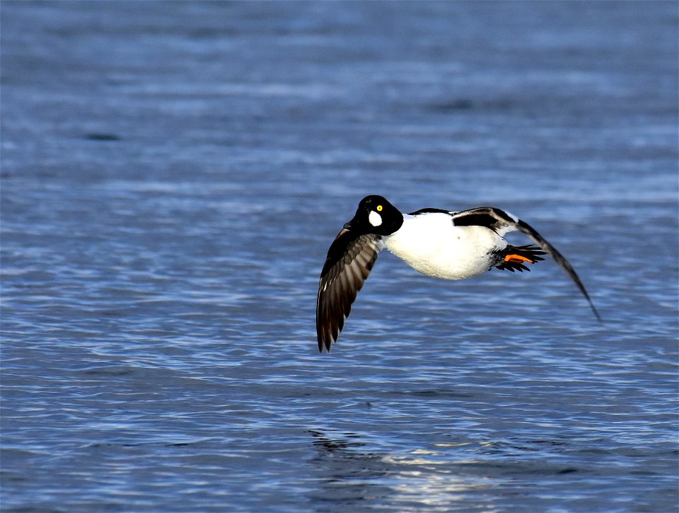 Common goldeneye at Seedskadee National Wildlife Refuge