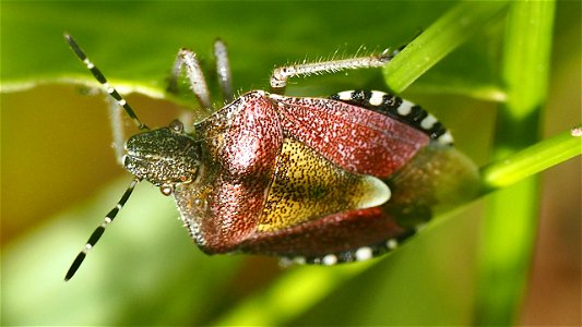 Dolycoris baccarum (Beerenwanze)
