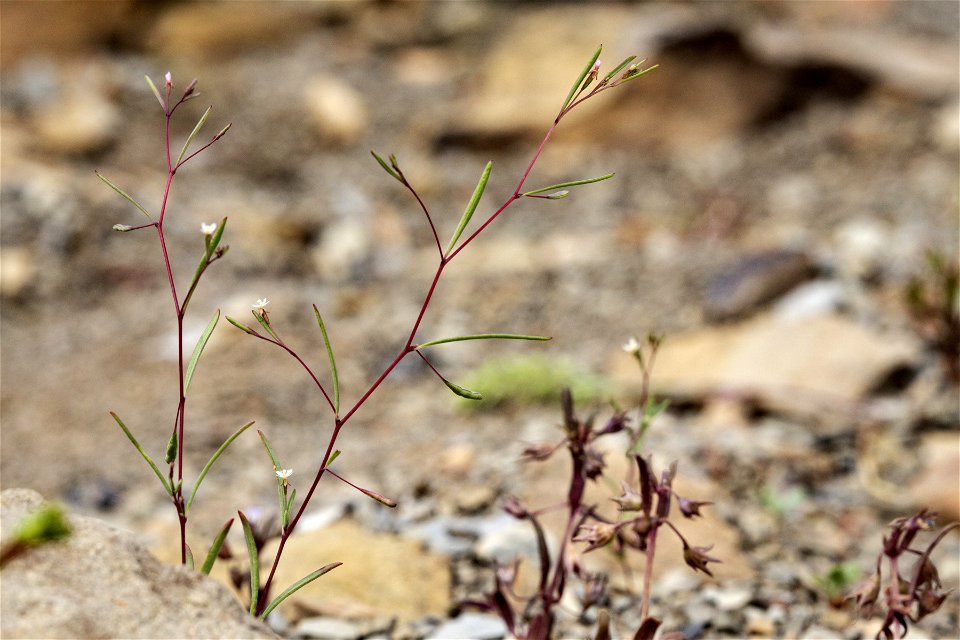 Gayophytum ramosissimum
