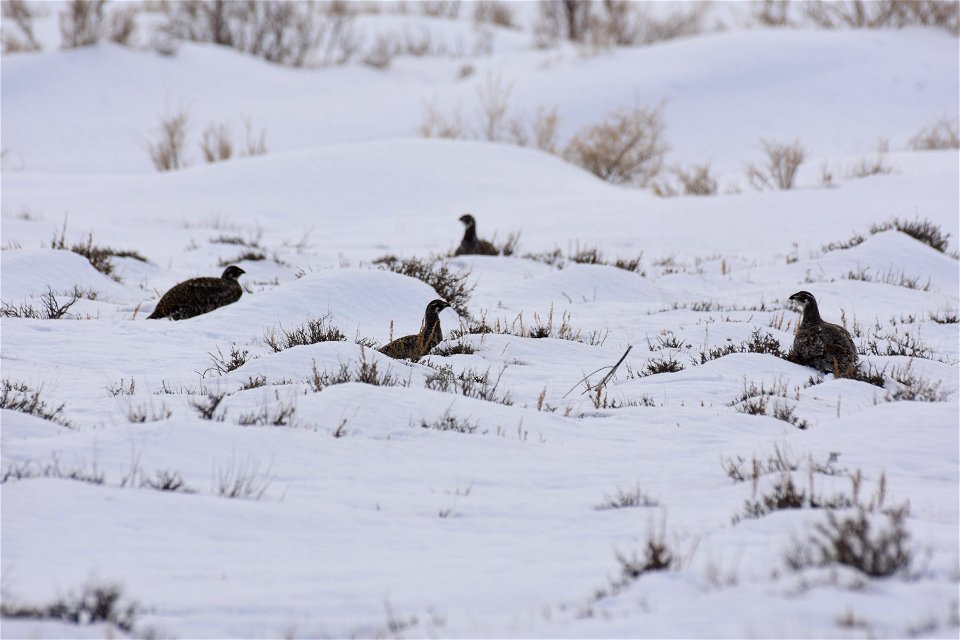 Greater sage-grouse on Seedskadee National Wildlife Refuge