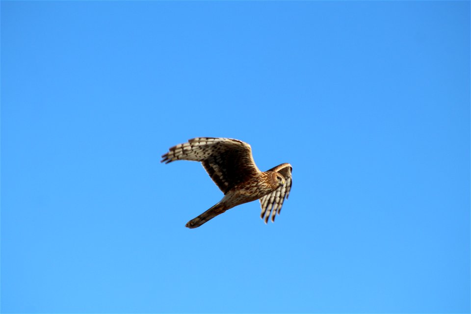 Northern Harrier Owens Bay Lake Andes National Wildlife Refuge South Dakota photo