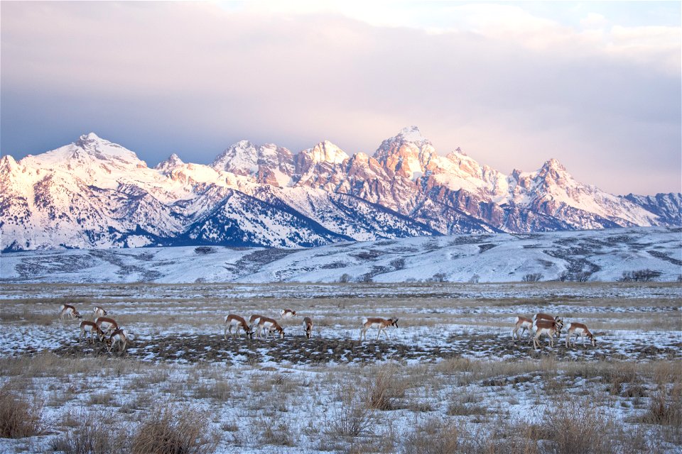 Pronghorn on the National Elk Refuge