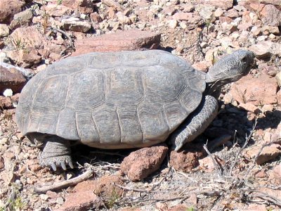 Mojave Desert Tortoise (Gopherus agassizii) photo