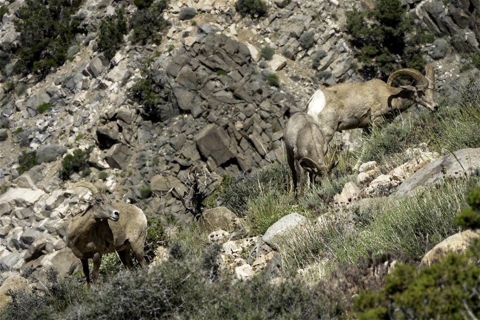 Desert Bighorn sheep (Ovis candensis nelsoni) near Keys View
