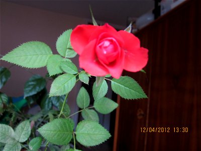 trandafmic2012_0412_133012