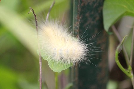 Yellow Wooly Bear Caterpillar photo