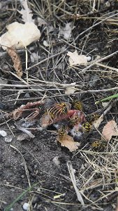 Yellow jackets disposing of a mouse carcass