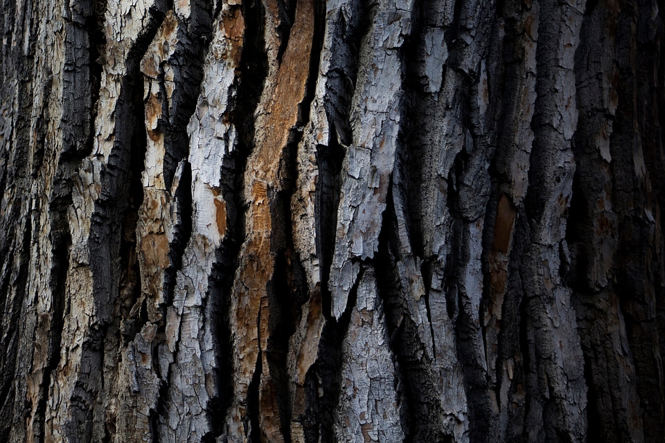 Tree Bark Texture photo