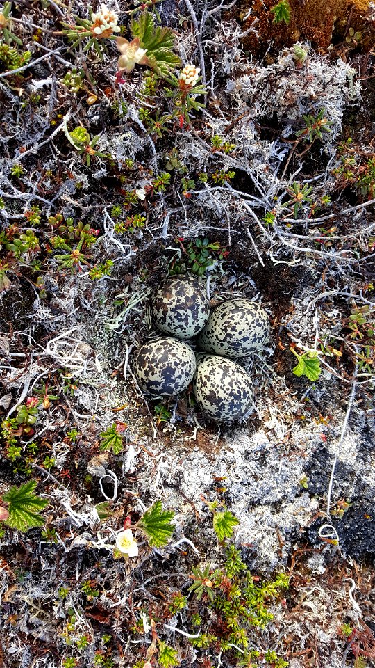 Black-bellied Plover nest