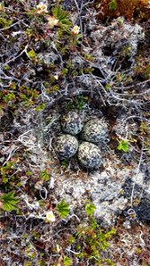 Black-bellied Plover nest photo