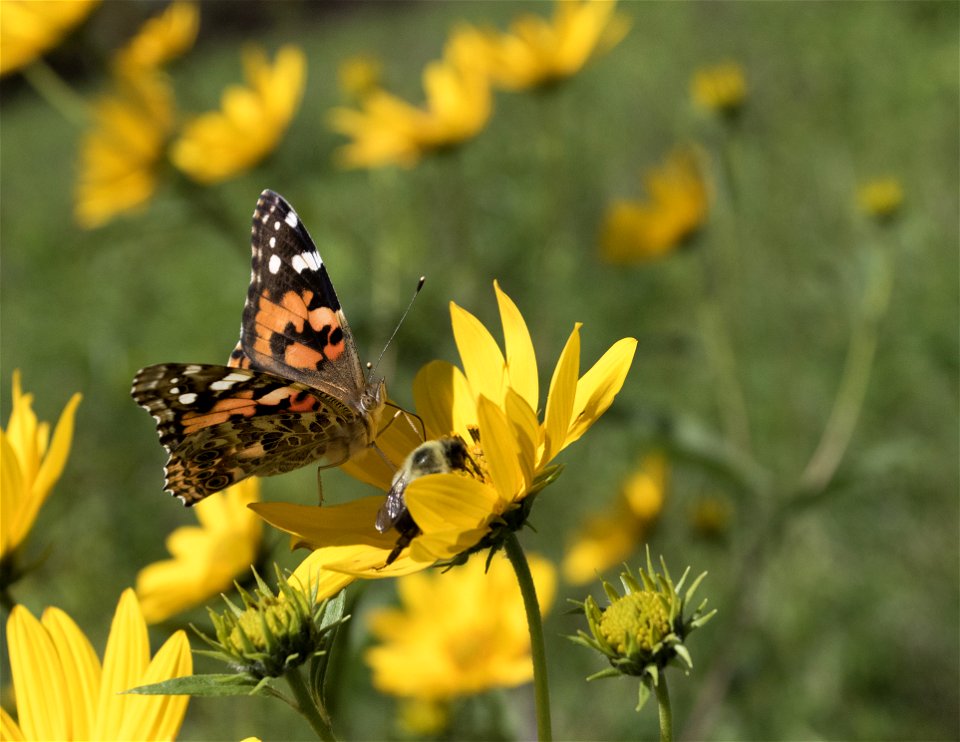 Share the nectar