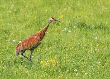 Sandhill crane with colts