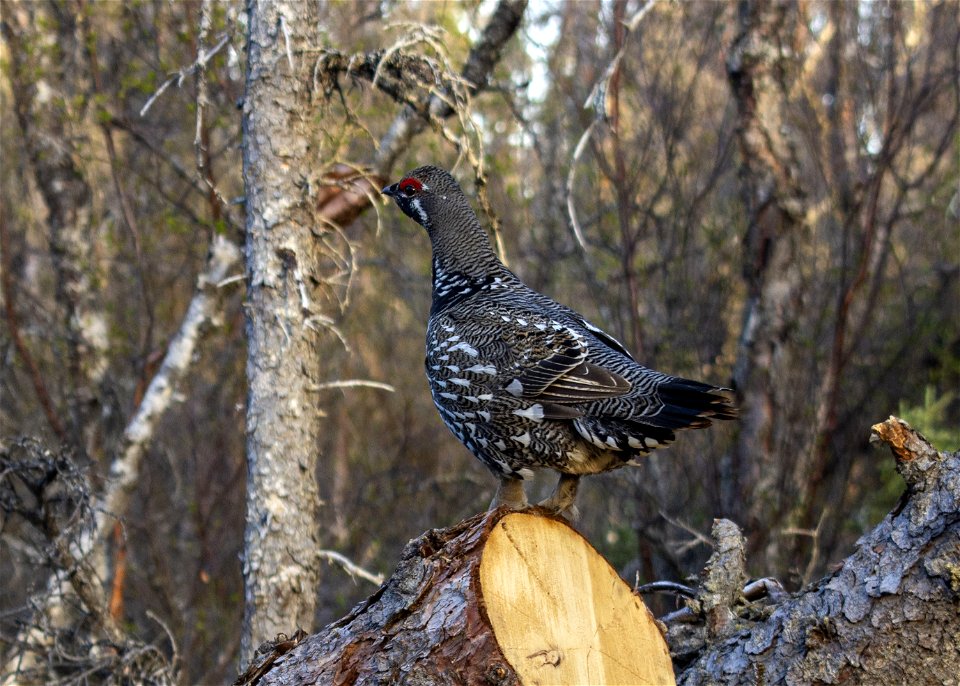 KATM_2021_MaleSpruceGrouse02_CourtesyAndreaWillingham